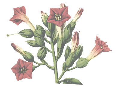 Röd tobaks blomma Röd tobaks blomma