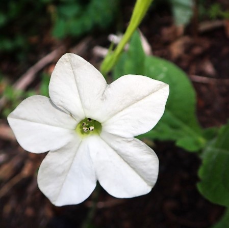 Vit tobaks blomma Vit tobaks blomma