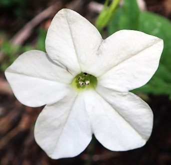Vit tobaksblomma Vit tobaksblomma