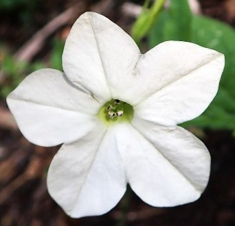 Vit tobaksblomma